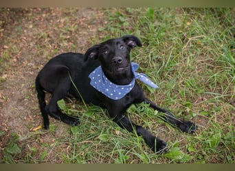 Sarino - der Labradorwelpe ist sozial, aktiv und menschenbezogen