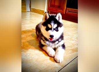 FCI Pedigree Blue Eyed Black & White Siberian Husky Champion Puppy