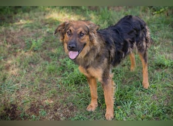Kayce - der Irish Setter (Mischling) ist verträglich und gehorsam