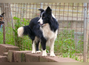 Poncho sucht sein Zuhause für immer