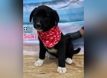 Suki,geb.02/25,zierliches Hundemädchensucht ihre Familie