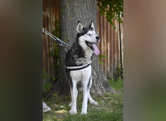 Maja SI – Liebevolle Husky-Dame sucht sportliches Zuhause