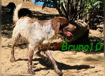 Bruno10 geb. 09/2023 (ESP) - liebevoller, verspielter und anhänglicher Bretonischer Spaniel!