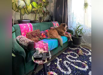 Grizzly sucht noch sein Zuhause