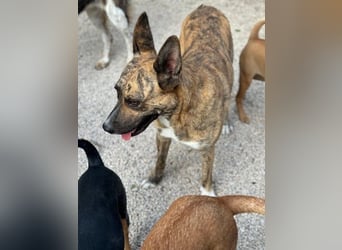 Bimba, freundlich lustig und sozial