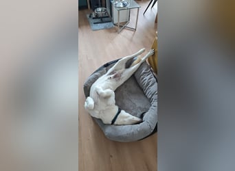 Der hübsche Marlon sucht ein neues Zuhause
