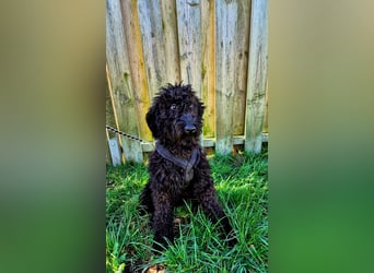Labradoodle