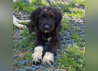 Bruno
