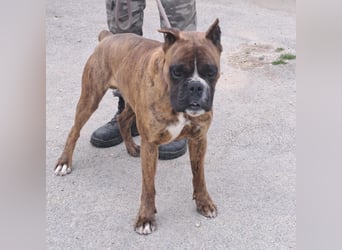 MAFLAS- BOXER RÜDE SUCHT NEUES ZUHAUSE