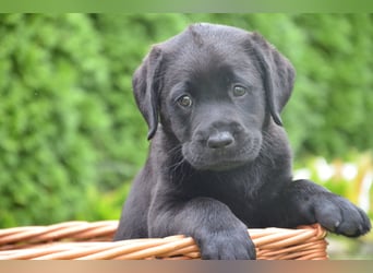 Reinrassige Labradorwelpen (Arbeitslinie)drei schwarze Mädels suchen ein schöne Zuhause
