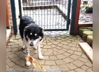 ❤️Käthy...ein schlaues Hundemädchen auf der Suche nach ihrem Für-Immer-Zuhause!