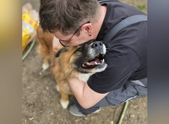 Ursu - freundlicher, verschmuster Herdenschutzhund Mix Rüde / z.Zt. noch in Rumänien