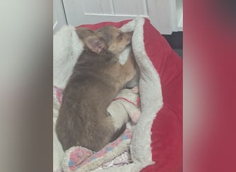 Chihuahua Rüden