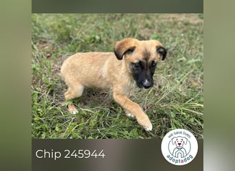 Chip 245944: Hundekind sucht ein Zuhause