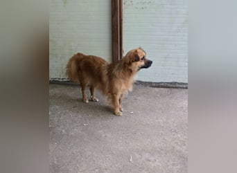 Sly, 3 ½ jähriger Bub, klein, schüchtern, sozial, interessiert
