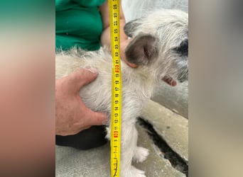 Stella, geboren 01.05.2025, 22cm sucht ihre Menschen