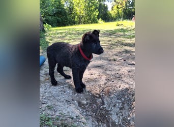 schwarze Schäferhunde aus Leistungszucht