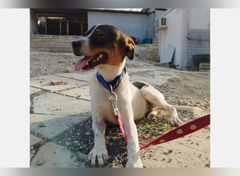 Dante (TO) Ein wundervoller kleiner Hund zum knutschen