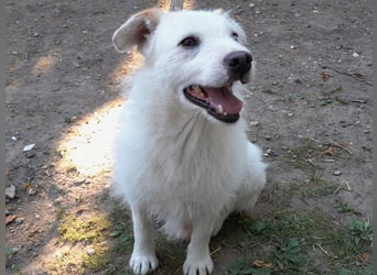 BENNY sucht ein Zuhause