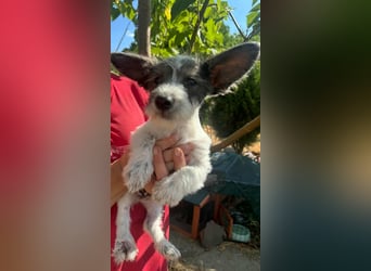 Lobo, geboren 30.03.2025, 23cm sucht seine Menschen