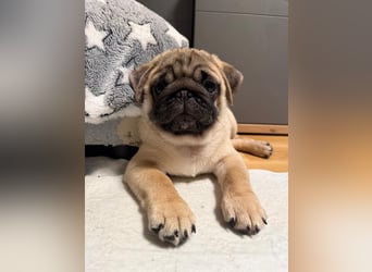 Mops welpen ab sofort Abgabe bereit.