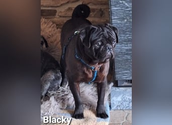 Blacky sucht seine Menschen