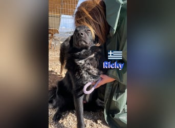Ricky, geb 01/22 - süßer Schmusebär sucht seine Familie