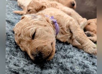 Goldendoodle medium mit Papieren und Ahnentafel