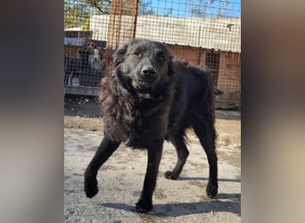 Duke ❤️ aufgeweckter, junger Kroat. Schäferhund-Mix-Bub!