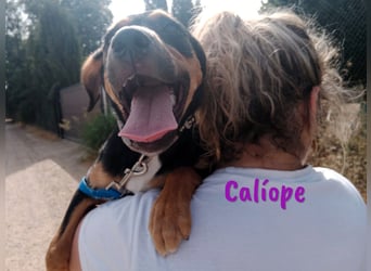 Calíope geb. 01/2025 (ESP) - fröhliche, sympathische und treue Junghündin!