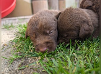 Aussiedor ,labrador,Australian shepherd  ,mit augenuntersuchung