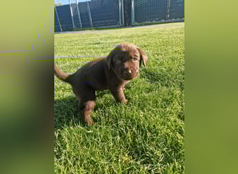 Ein brauner Labradorwelpe (Hündin) in liebevolle Hände abzugeben.
