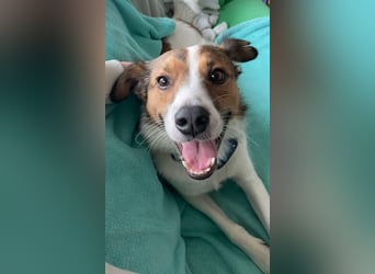 Barney – toller Bub mit viel Potenzial – wartet in PLZ 12683 Berlin-Biesdorf