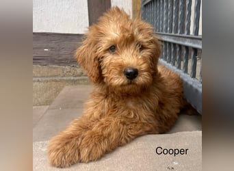 Labradoodle F1 apricot