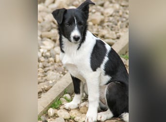 Zurückhaltende CHANTAL sucht liebevolles und ruhiges Zuhause