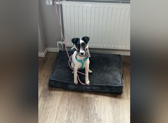 Romi-SI, hübsche Foxterrierdame sucht Rasseliebhaber
