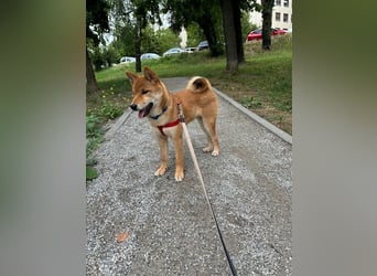 Hervorragender Shiba-Inu-Wurf mit hervorragendem Ausstellungspotenzial