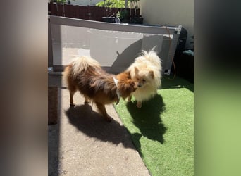 Barney2 SR – kleiner Charmeur sucht beständiges Zuhause
