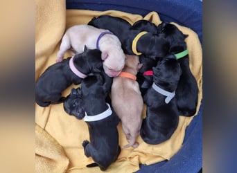 Edle Labrador Welpen (Schwarz/Foxred/Creme) mit Ahnentafel, Nachkommen von Champions
