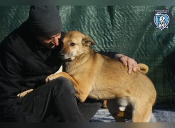 Rocco sucht ein Zuhause