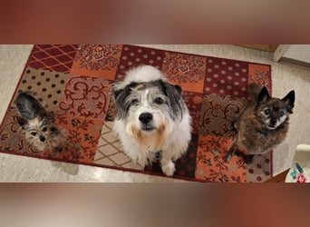 Tobi, geb. 2018, Wuschelhund sucht liebevolles Zuhause