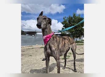 Guapino (TO) Aufgeschlossen, super lieb und verschmust