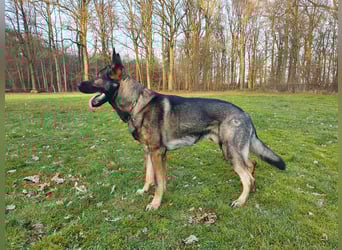 4 jähriger DSH in grau IGP 3, SV Papiere sucht ein neues zu Hause