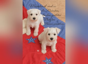 Welpen weiß Zwergschnauzer