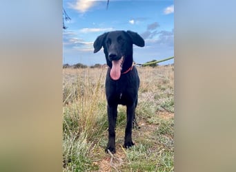 Liebevoller, verspielter Shadow sucht eine Familie!