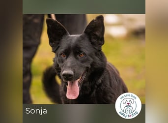 Sonja: Hundemama sucht Zuhause