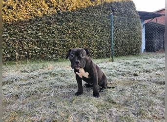 Old Englisch Bulldog /  Bully Welpen Hündin !
