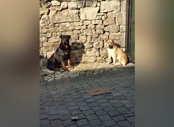 Fünf Burschen suchen ab Mitte Juni, ihr für immer Zuhause!