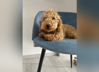 Wunderschöne Mini/Medium Goldendoodle Hündin (max.40cm) in Apricot/Rot zu verkaufen 6 Monate alt