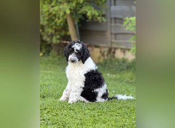 Bezaubernde Königspudel Welpen, Großpudel, Harlekin, Pudel, Videos